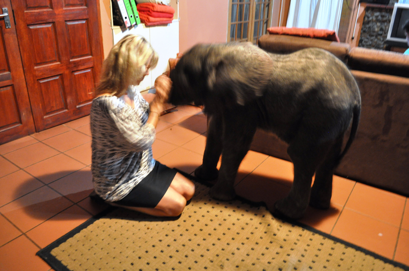 Illustration for article titled Baby Elephant Wanders Into South African Living Room, Has A Snack
